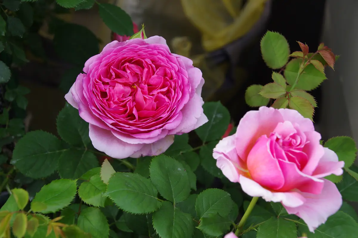 プリンセス・アレキサンドラ・オブ・ケント「2024年薔薇」の