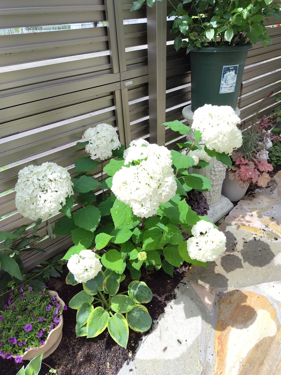 今年の春に地植えしたアナベル「休日のひととき」のアルバム-みんなの