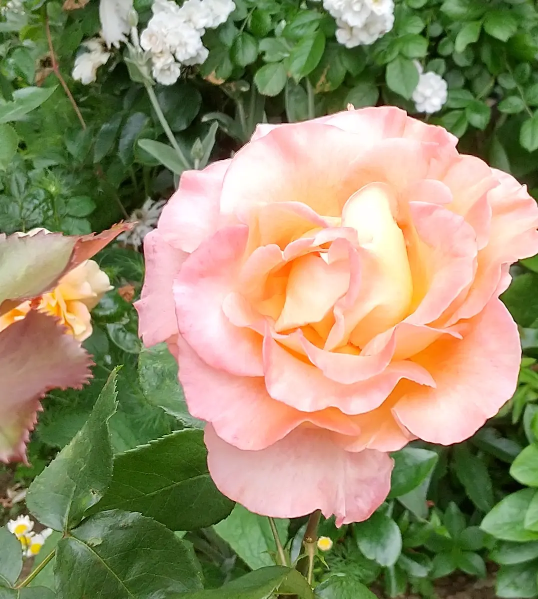 ケニギンペアトリックス「2024我が家の薔薇🌹」のアルバム-みんなの