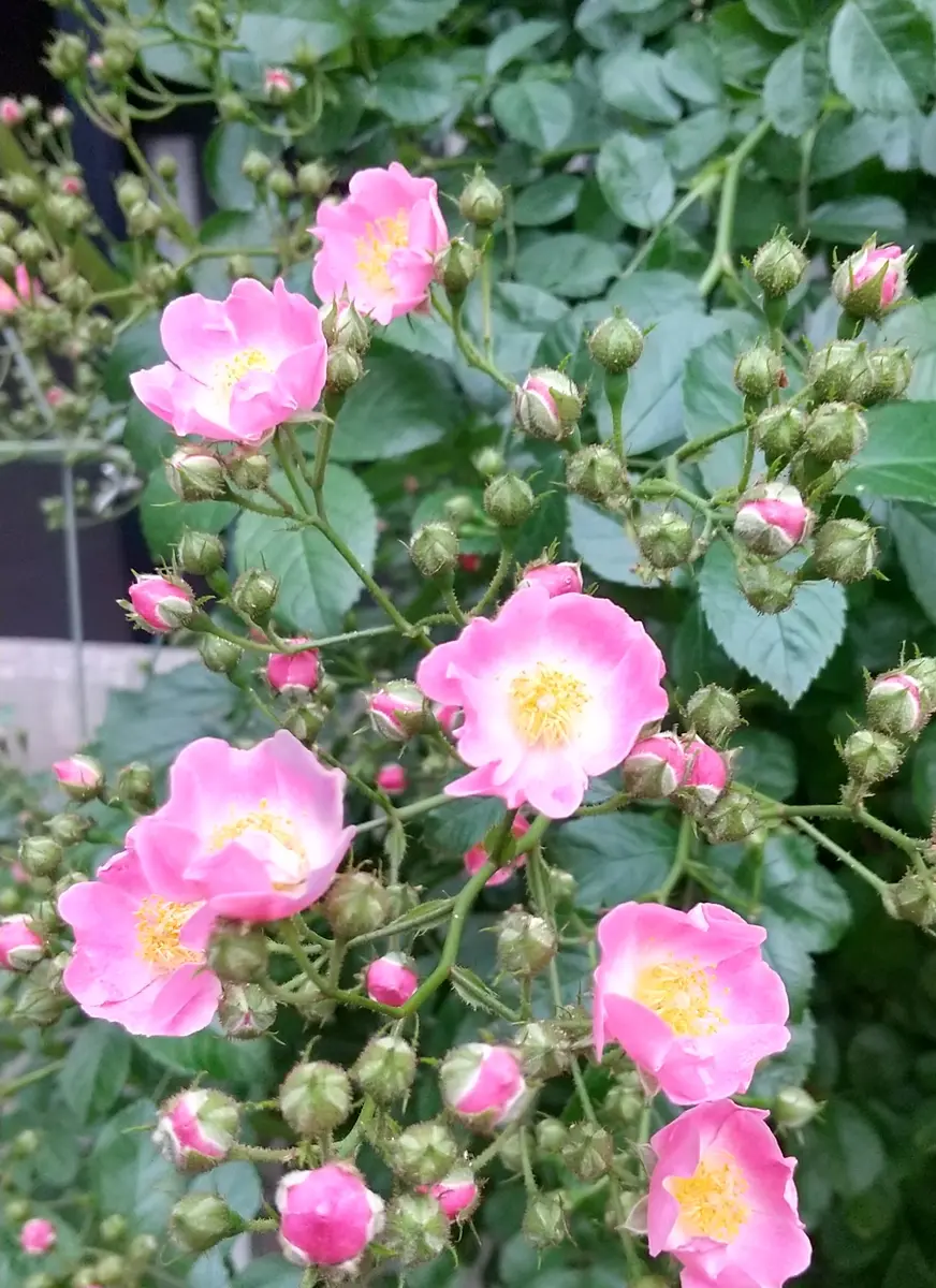 マリアリサ「2024我が家の薔薇🌹」のアルバム-みんなの趣味の園芸2198390