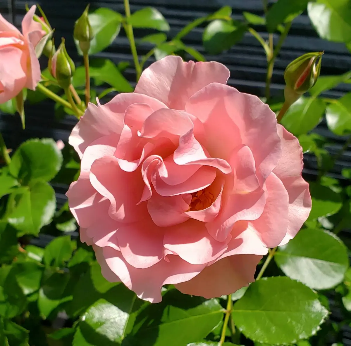リサリサ（サーモンピンク系）フロリバンダ「バラ2024年度の開花記録