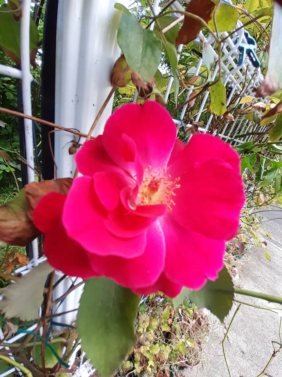 薔薇🌹国色天香「バラと色んな花と果樹と野菜」のアルバム-みんなの