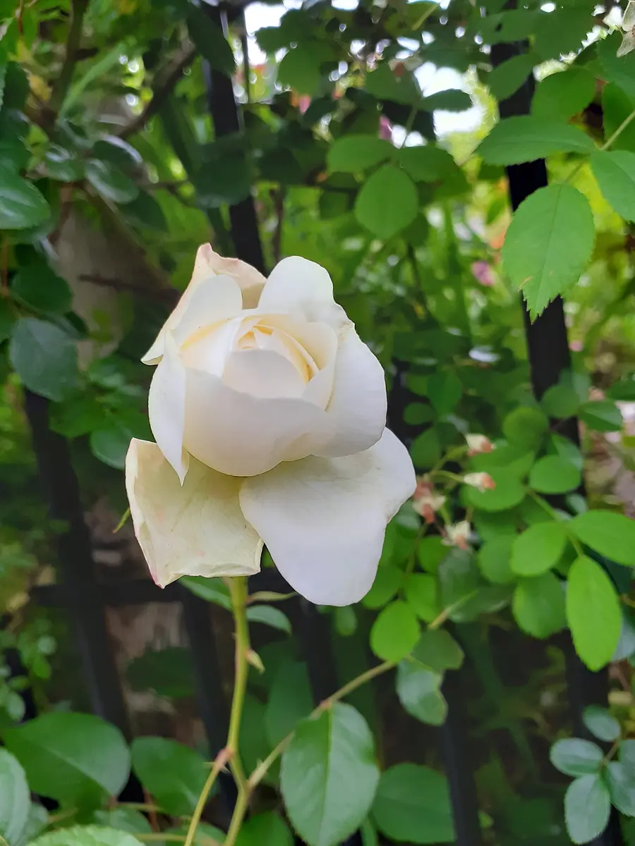 バラ、トリニティのつぼみ💓「バラと色んな花と果樹と野菜」のアルバム