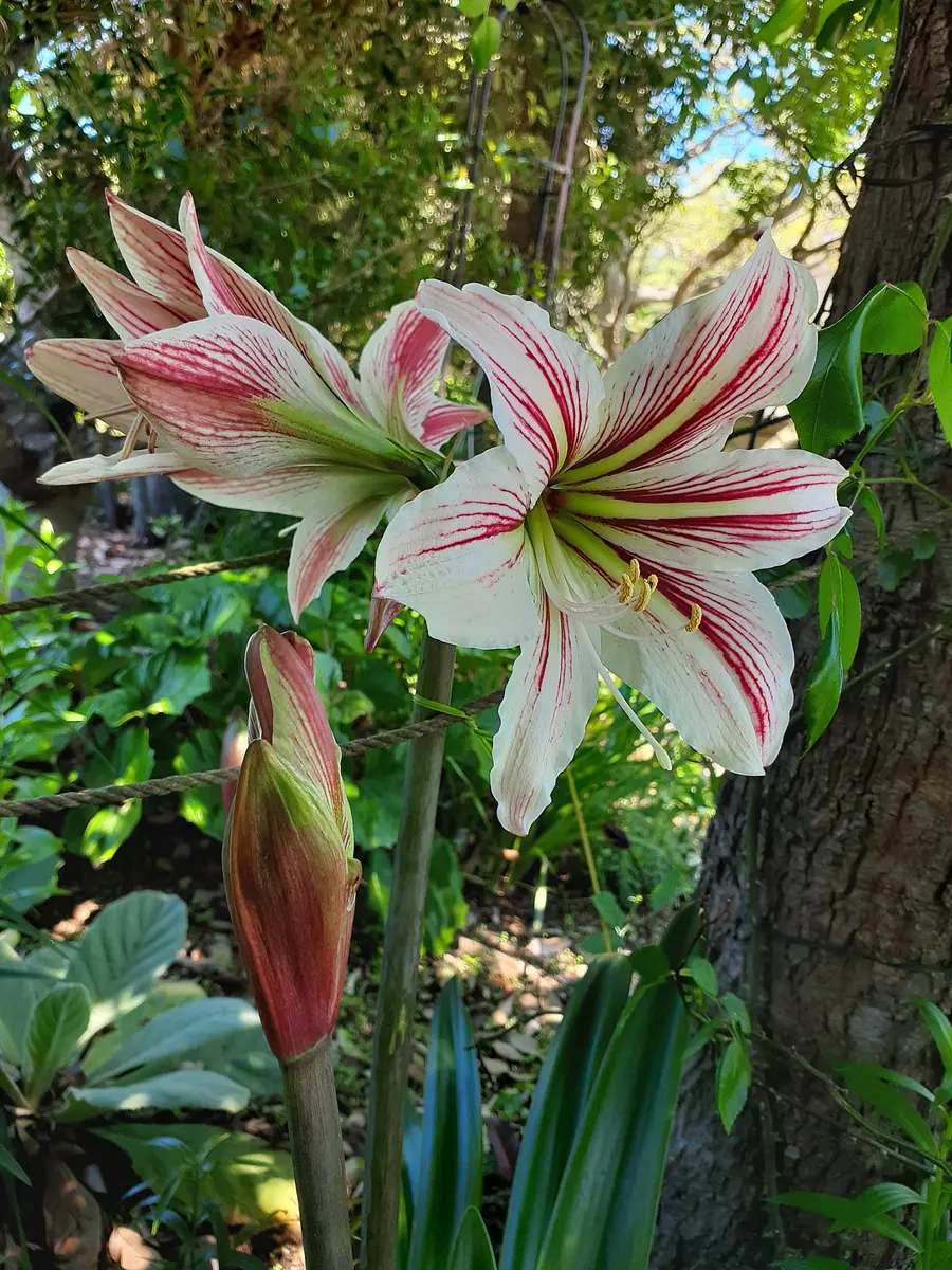アツモリソウ(釜石産純白花)