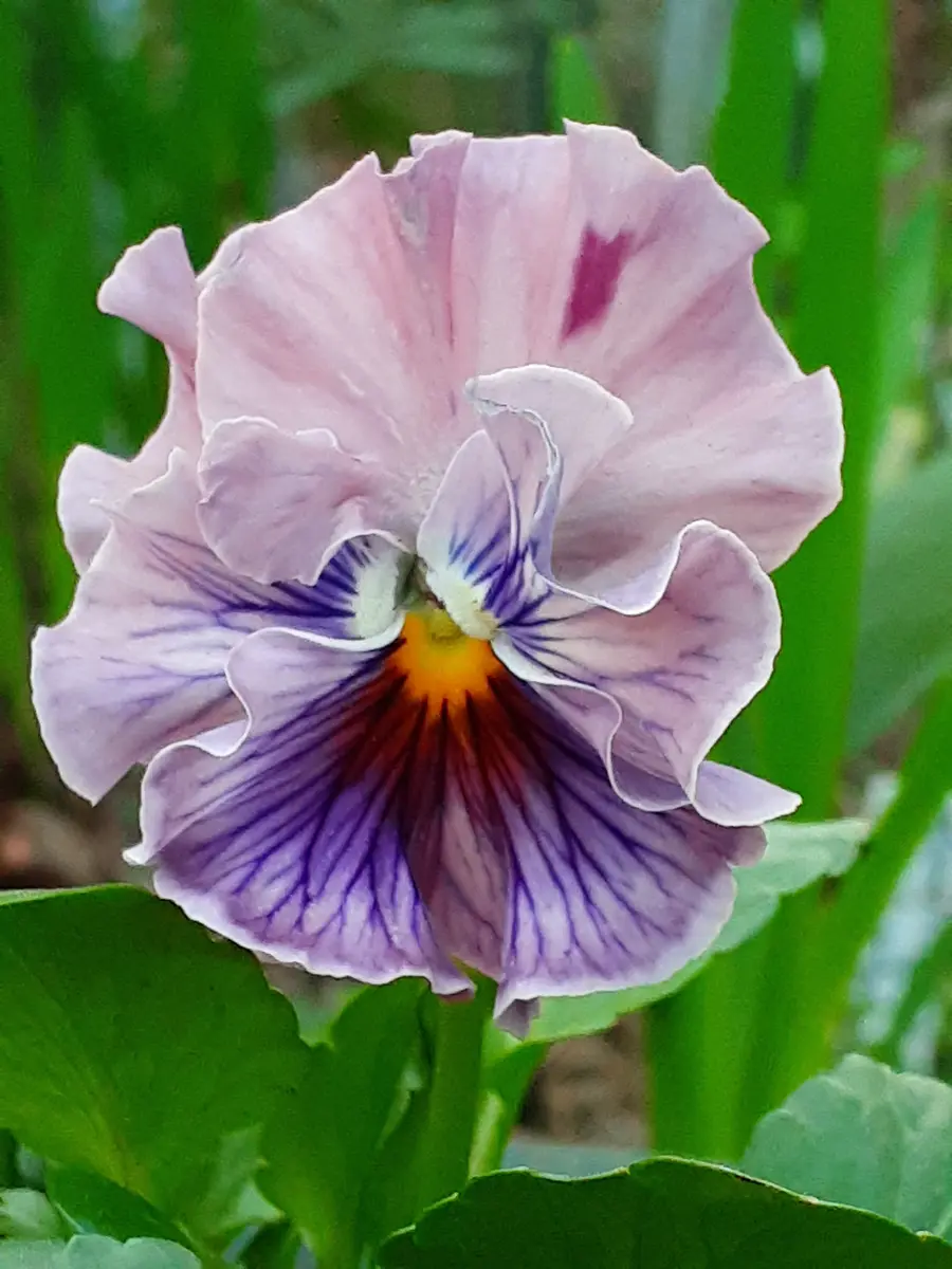 パンジーきもの💜可愛いやん(*≧∀≦*)「バラと色んな花と果樹と野菜