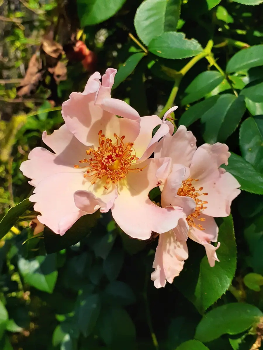 バラ シンプルライフ🧡今年春からのシバラと色んな花と果樹と野菜