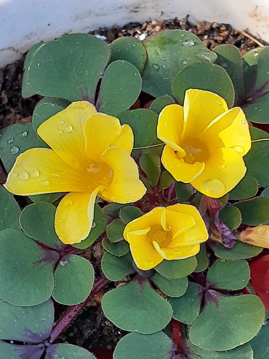 オキザリスルテオラ💛お花も可愛いし💛「バラと色んな花と果樹と