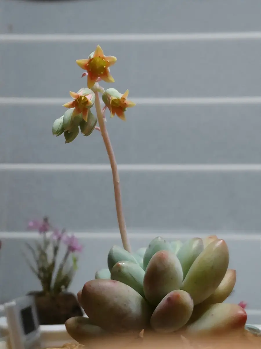 パキフィツムフレーベル二年育てて、「多肉植物」のアルバム パキフィツムフレーベル二年育てて、「多肉植物」のアルバム