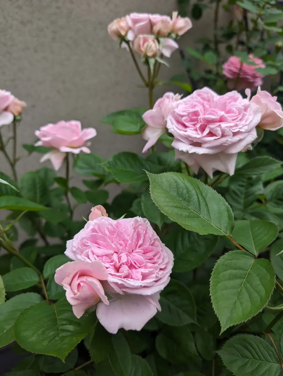 5/7メアリーレノックス「2024年バラの一番開花日記録」のアルバム