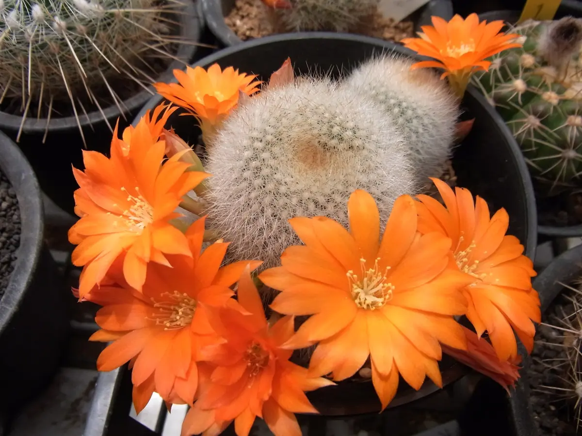 ムスクラクリーム色のもこもこ棘から「我が家の多肉・さぼてん」の