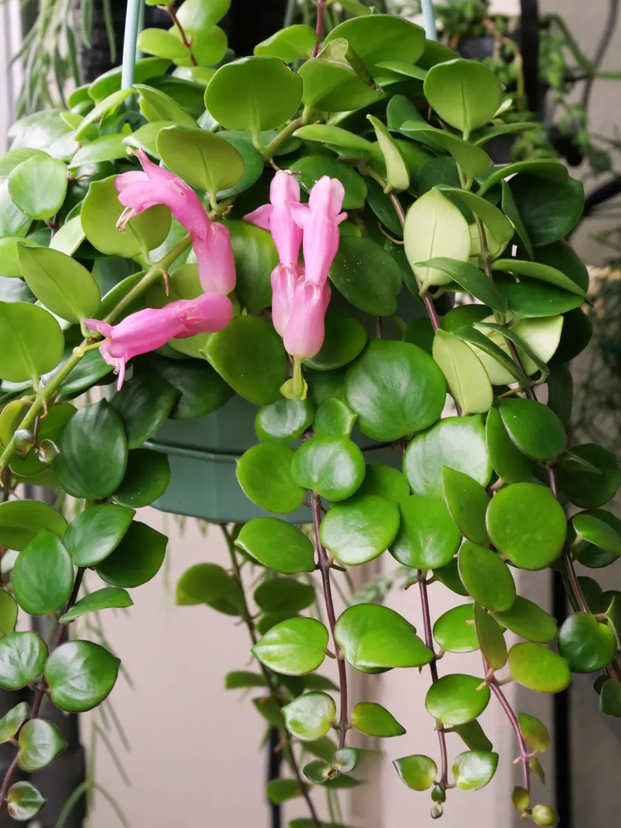 エスキナンサス・タイピンク「5月の花」のアルバム-みんなの趣味の