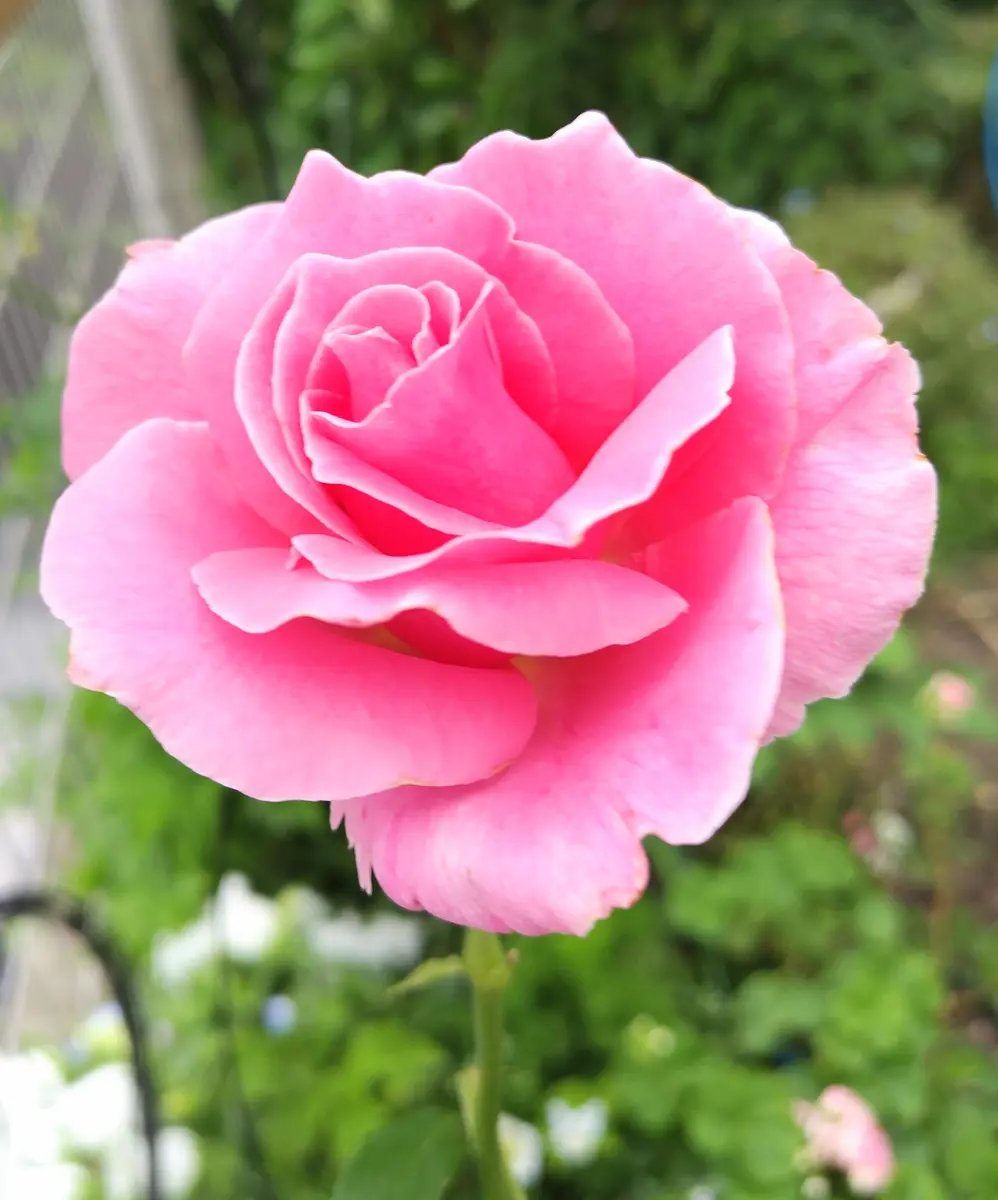 薔薇🌹芳純「てんこの花つくり🌼藤沢の庭⛲2024初夏💠」のアルバム