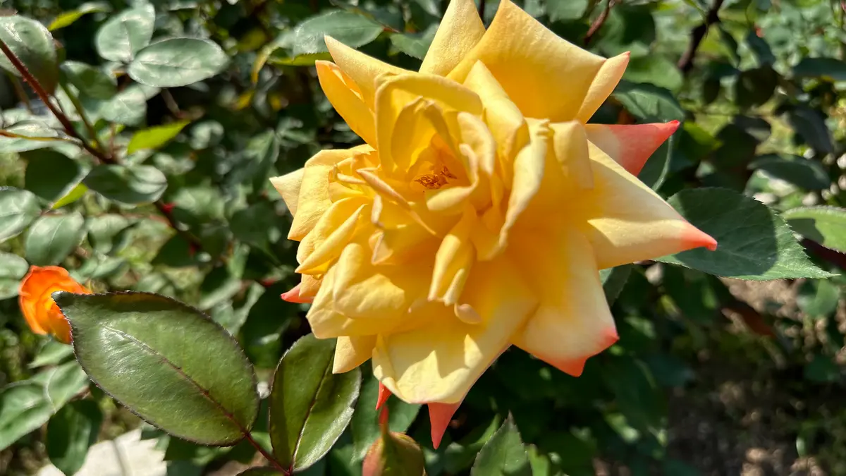 高雄Takao日：岡本勘治郎1975年作出「春バラ2024コレクション」の