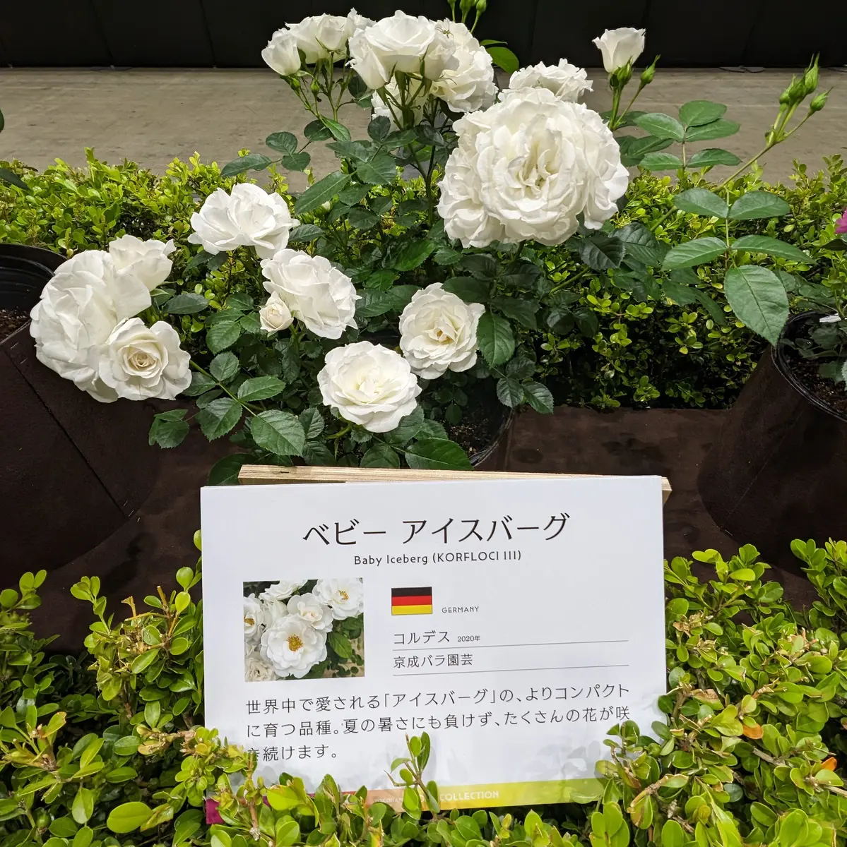 ベビーアイスバーグ」New！コルデス「横浜フラワー＆ガーデン