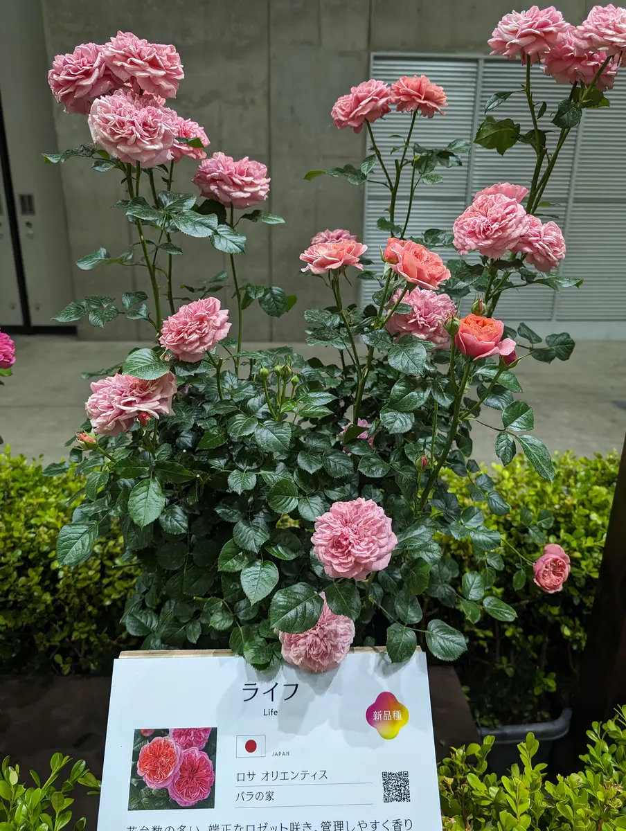 ライフ」New！ロサオリエンティス「横浜フラワー＆ガーデン