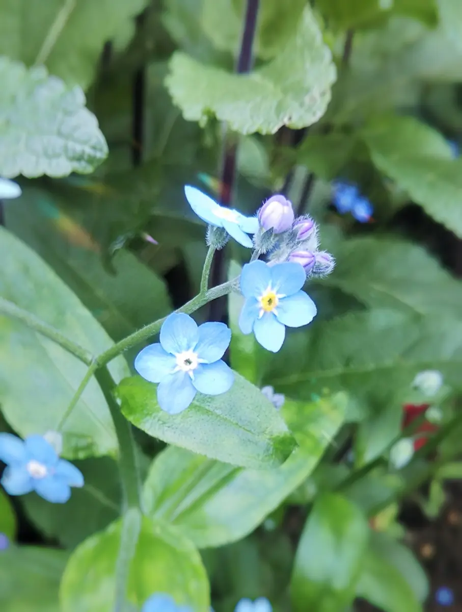 わすれな草'ブルームッツ'です。去「ブルーの花」のアルバム