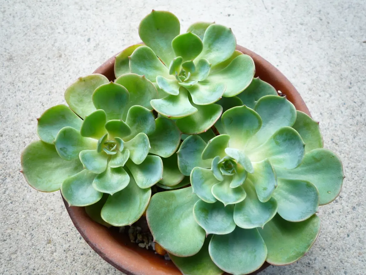 こちらも、ひょろひょろ徒長した茎でし「多肉植物寄せ植え」の