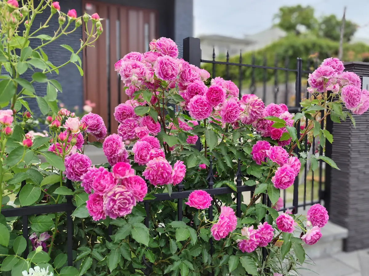 バラ シェエラザード花持ちが良いので、退「バラ 2024」のアルバム