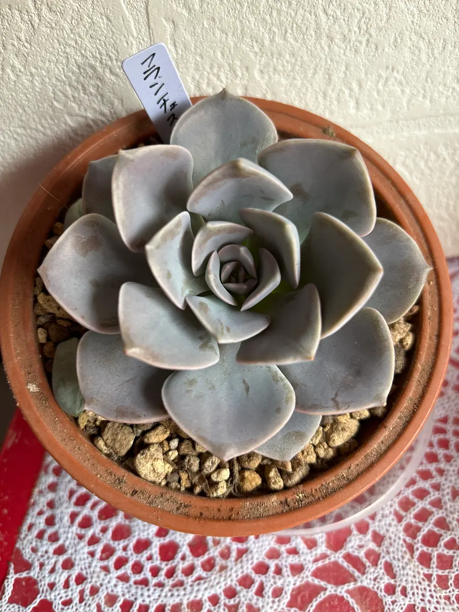 胴切りしたフランチェスカ「多肉植物 備忘録」のアルバム-みんなの趣味