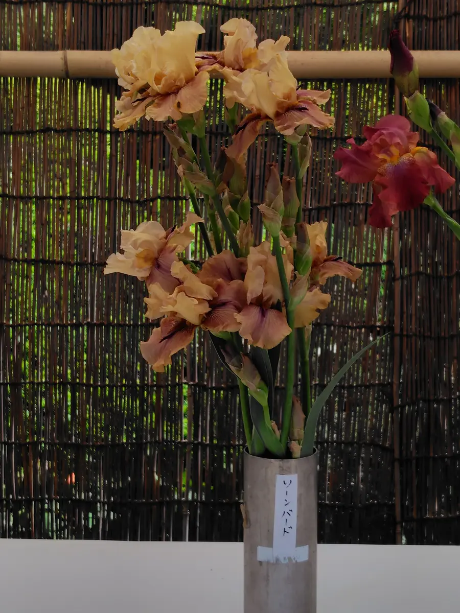 ジャーマンアイリス「2024_植物さんぽ」のアルバム-みんなの趣味の園芸