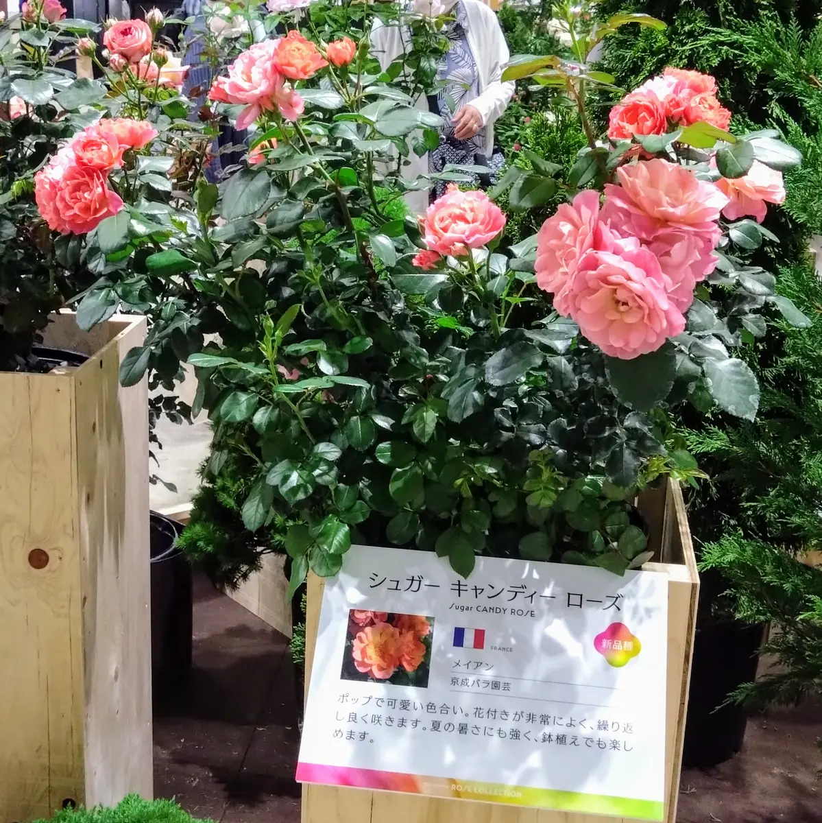 新品種202405シュガーキャンディーローズ「2024横浜フラワー＆ガーデン
