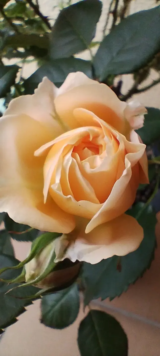 ラドルチェヴィータです。花持ち抜群「薔薇と庭」のアルバム