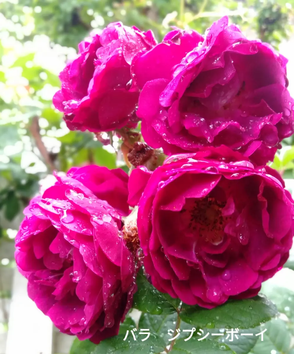 ジプシーボーイは、深紅のオルドローズ「2024年の薔薇」のアルバム ジプシーボーイは、深紅のオルドローズ「2024年の薔薇」のアルバム