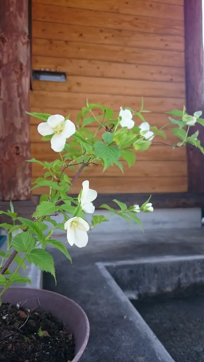 ヤマブキ白鉢植え「鉢植えの花」のアルバム-みんなの趣味の園芸275955
