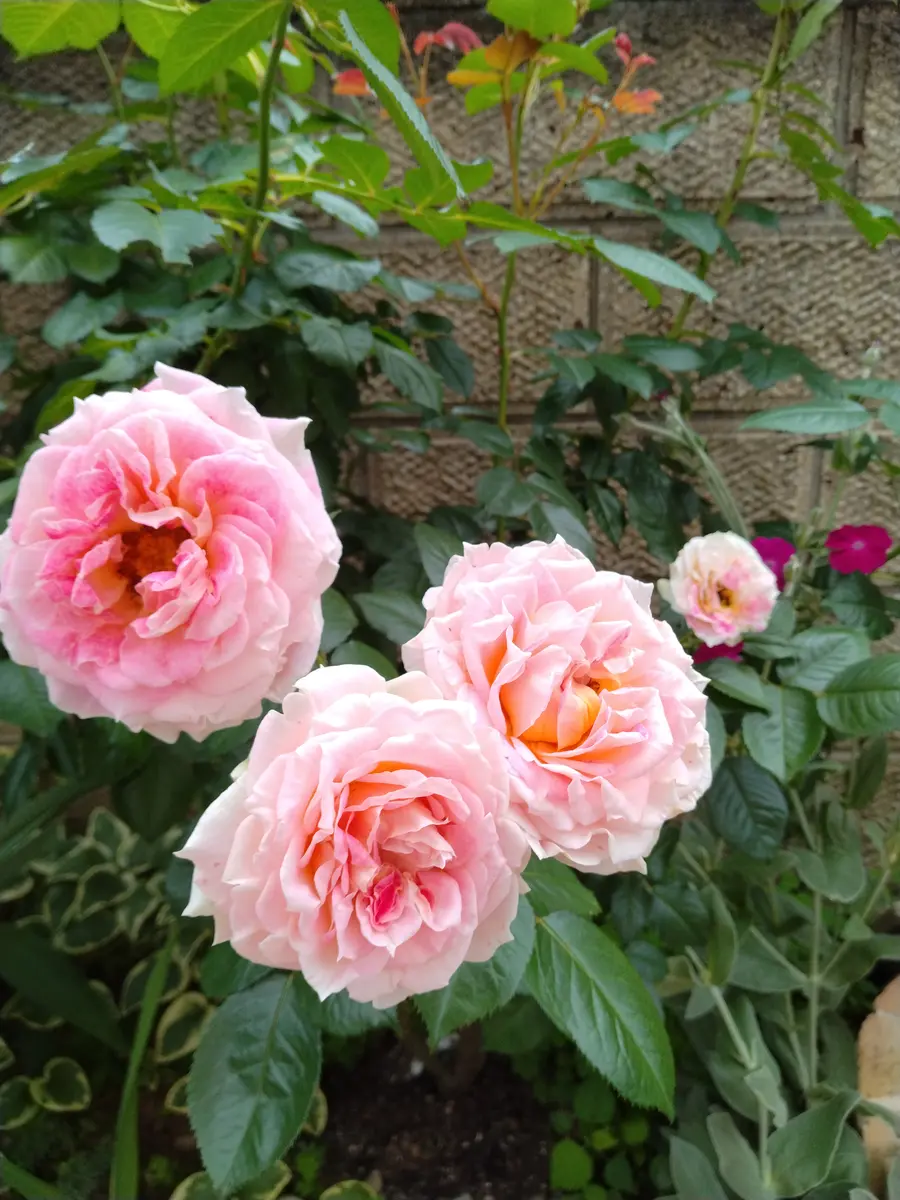 シーザーの開花 つるバラです元気に咲「バラ」のアルバム-みんなの