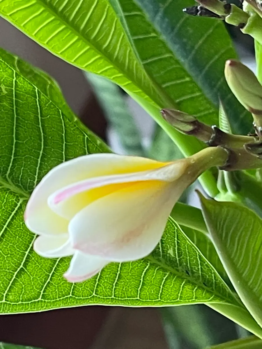 開きかけのプルメリアを横から撮影した「我が家の植物たち」の
