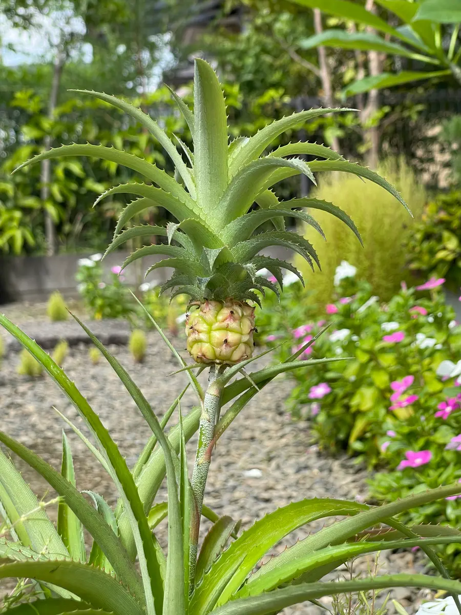 ぱいなっぷる様ご確認用 ぱいなっぷる様☆確認用