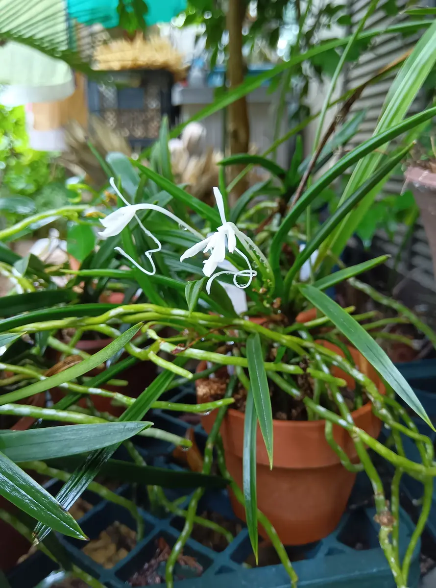 富貴蘭の紀州甲龍です葉に時々甲龍や二「家の植物」のアルバム