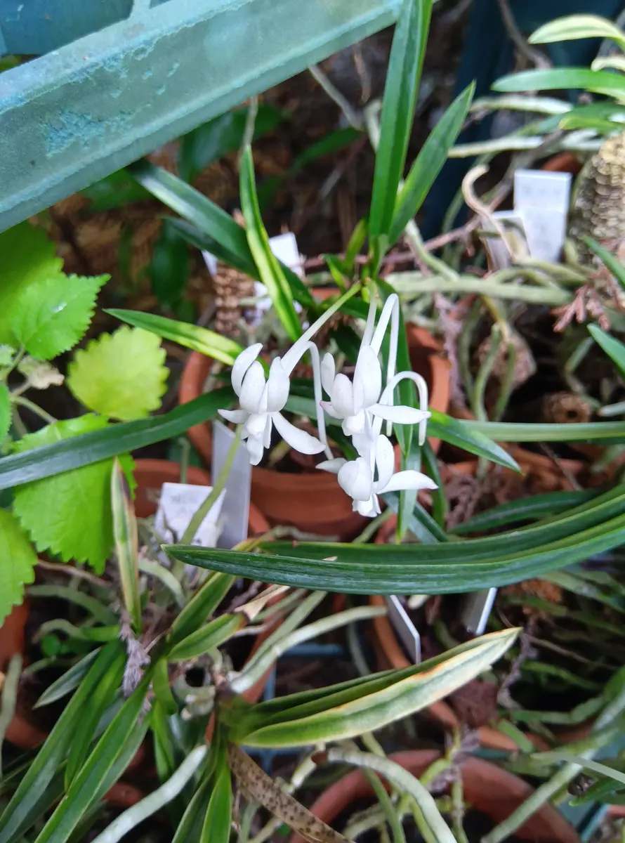 富貴蘭の雪山です白い切れの良い虎斑が「家の植物」のアルバム