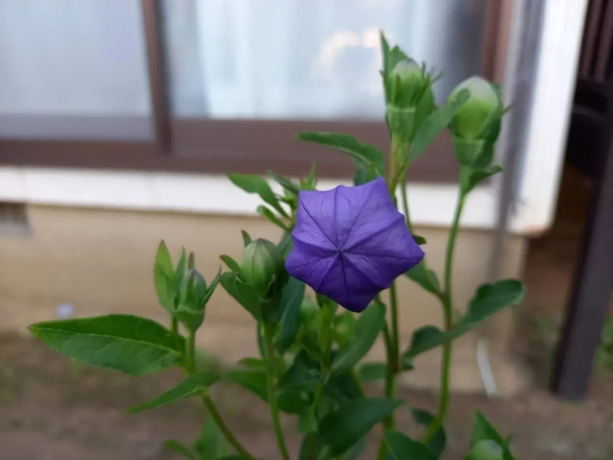 つぼみの桔梗です。咲くのが楽しみです。「初夏～夏の花を楽しむ」の