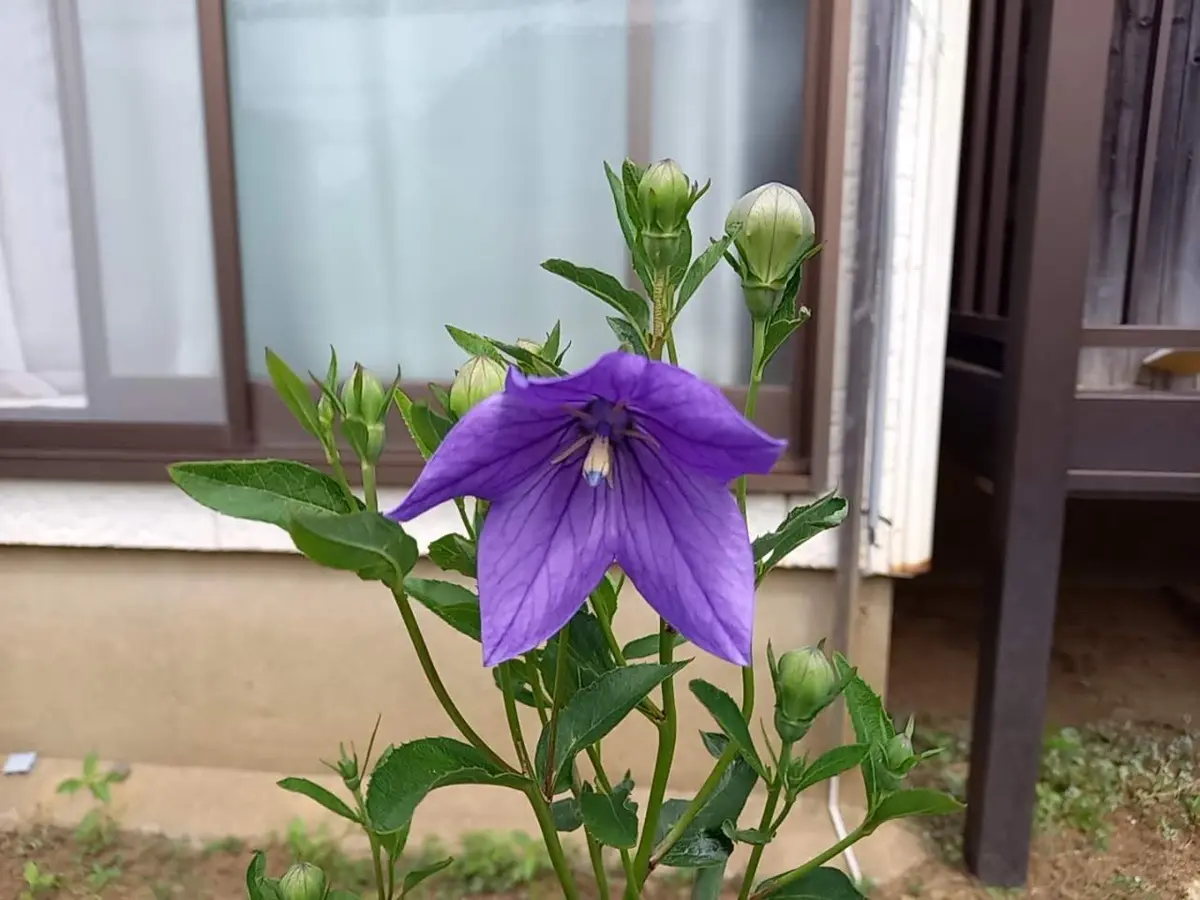 やっと咲いた桔梗。「初夏～夏の花を楽しむ」のアルバム-みんなの趣味