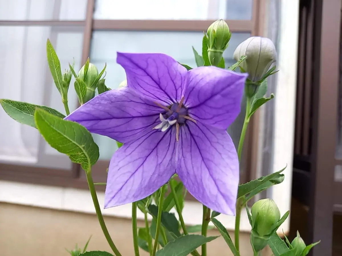 桔梗ページ 14点 ブルーの桔梗です。「初夏～夏の花を楽しむ」のアルバム-みんなの趣味