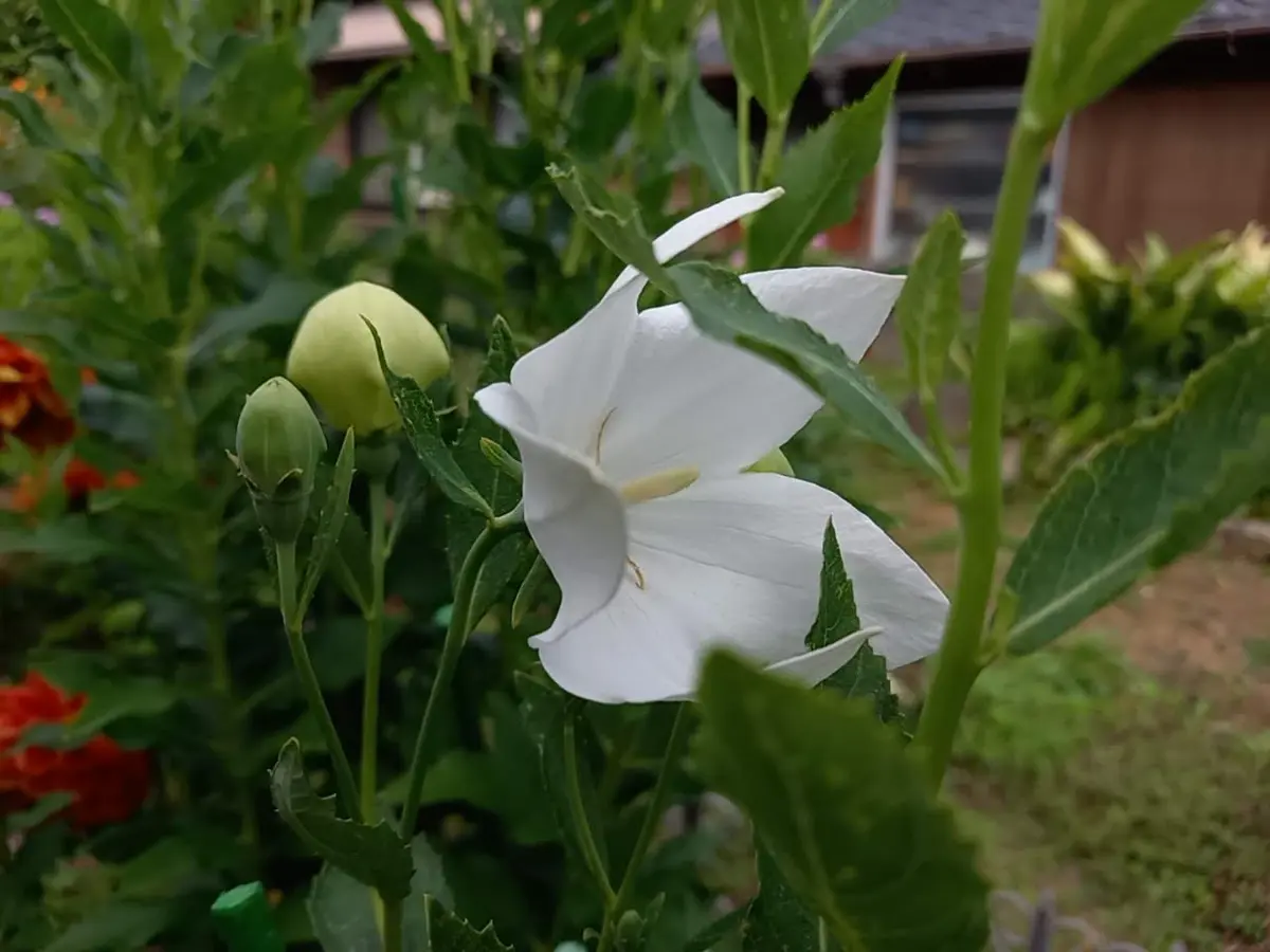 白の桔梗です。「初夏～夏の花を楽しむ」のアルバム-みんなの趣味の