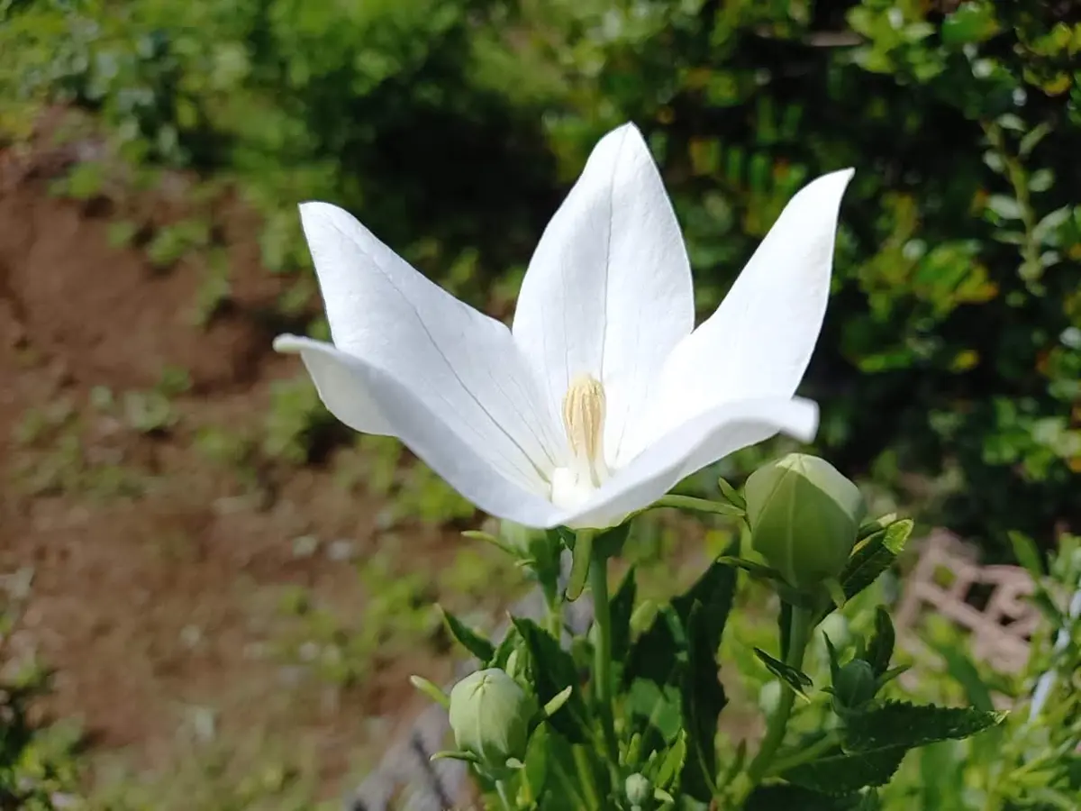 2年目の桔梗です。今年植えた桔梗より、「初夏～夏の花を楽しむ」の