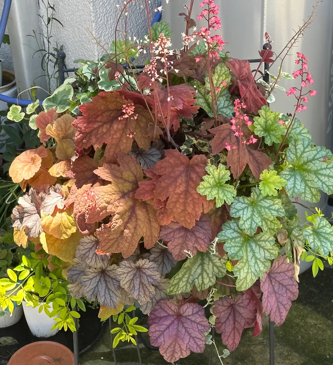 育ちました。「葉っぱたち」のアルバム-みんなの趣味の園芸2686156