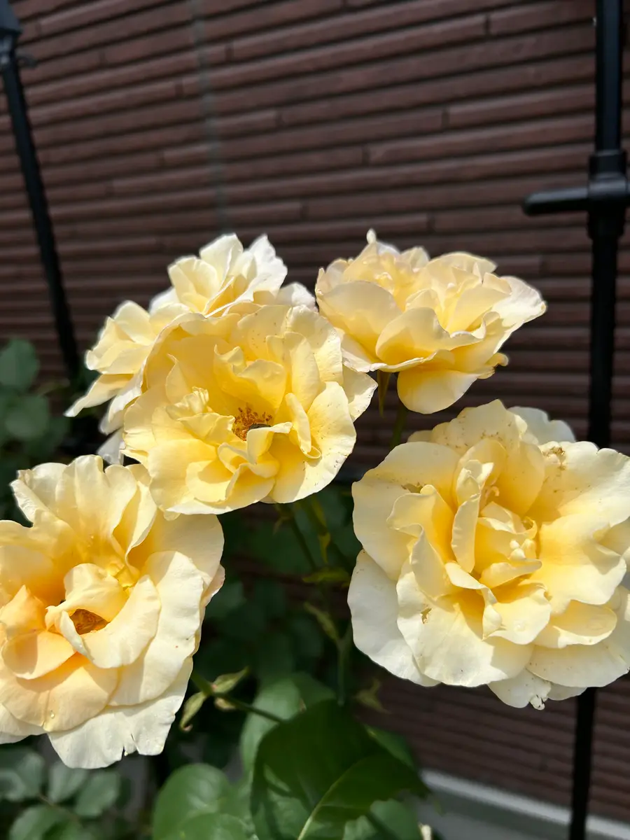 2024イエロークィーンエリザベス「庭に咲く大好きな花たち🌼」の