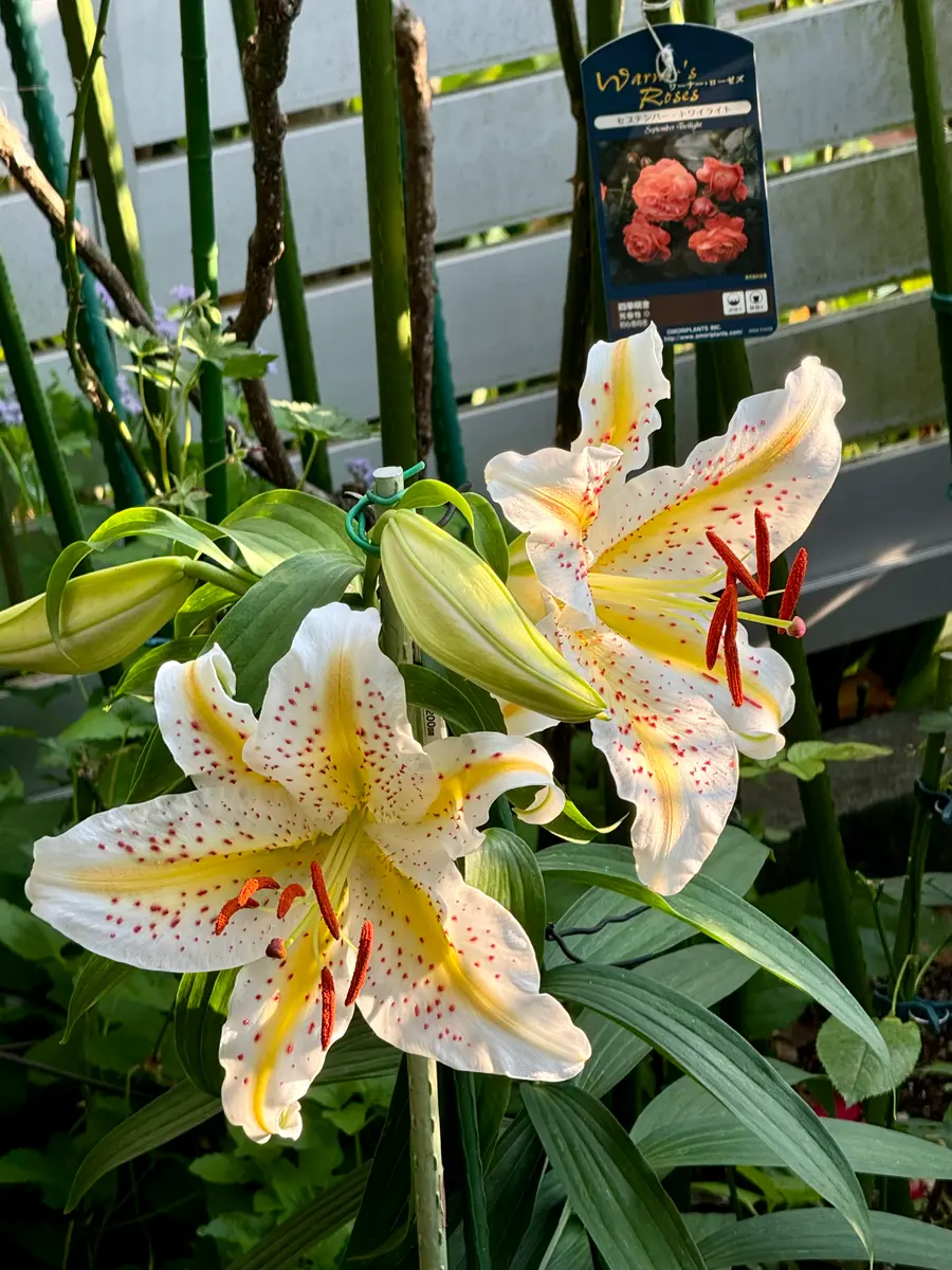 百合・オーラタムゴールドバンド「我が家の花など2024年5月〜」の