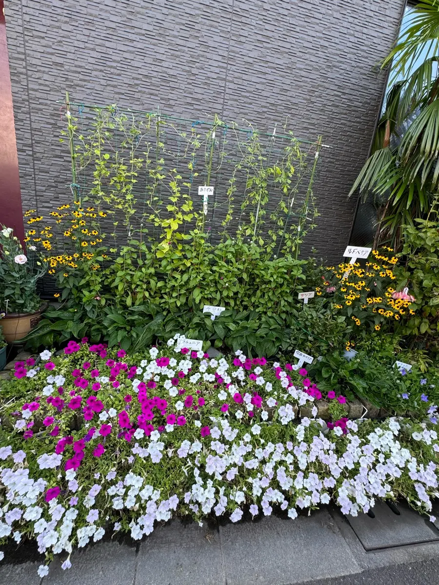 花壇「我が家の花など2024年5月〜」のアルバム-みんなの趣味の園芸2284268
