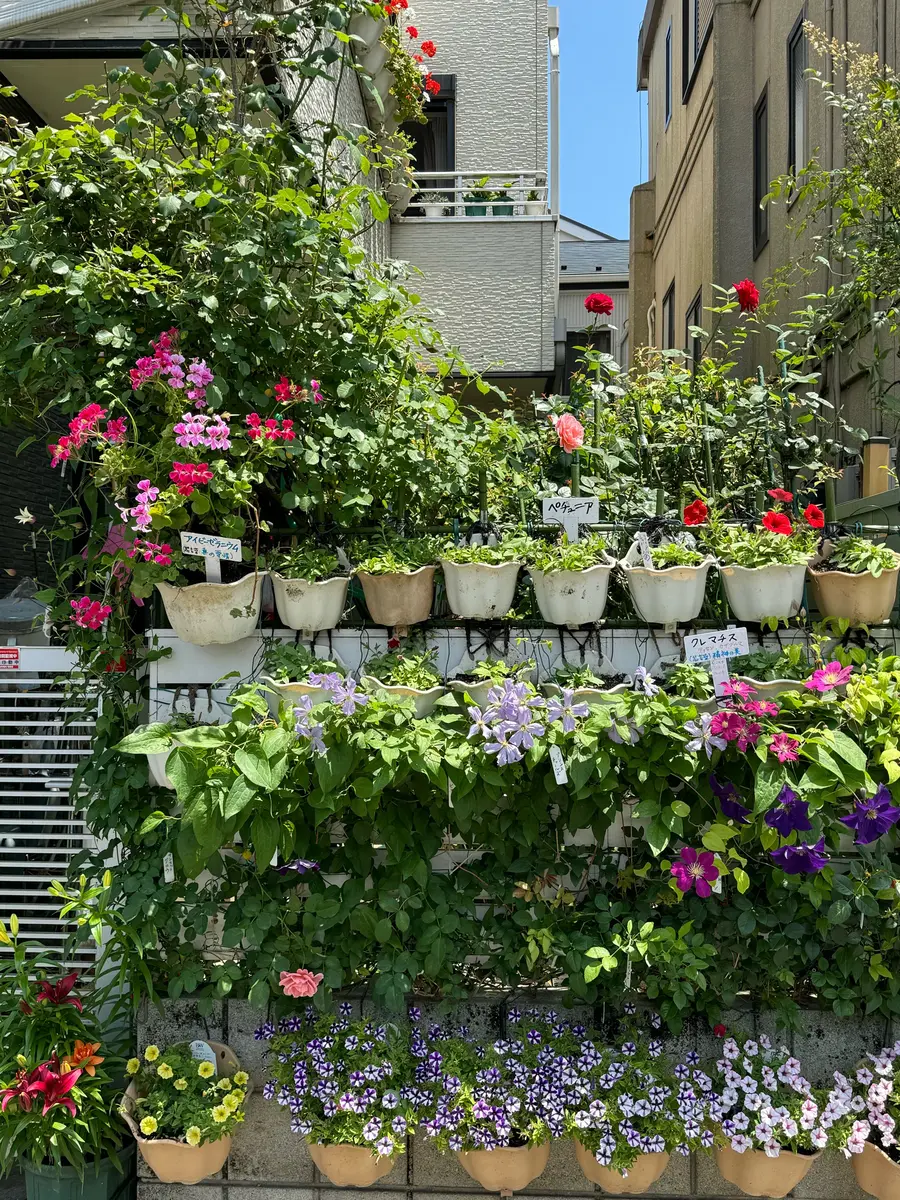塀の花壇「我が家の花など2024年5月〜」のアルバム-みんなの趣味の園芸