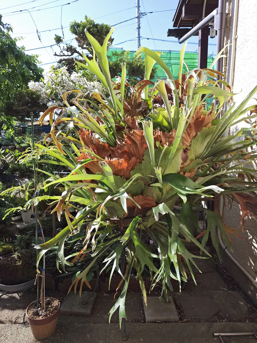 a-na様　専用　ビカクシダ ザ・ファームセレクト]ビカクシダ：ピーカヌム（P. willinckii x