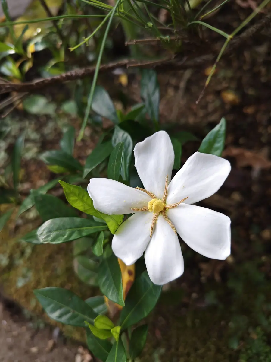 姫クチナシの花秋にオレンジ色の実がな「花咲く365日と今朝の庭」の