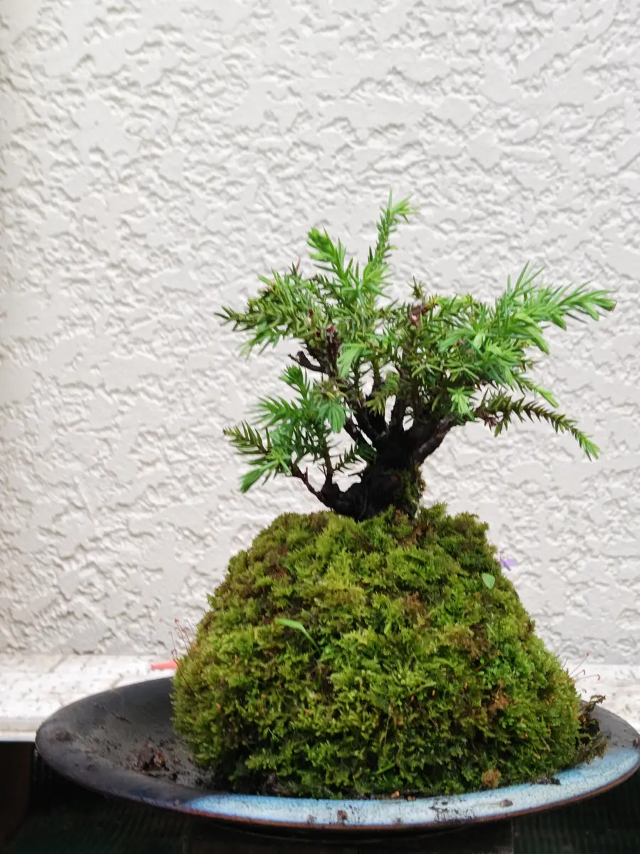 北山杉の苔玉盆栽持ち込み20年以上。樹「苔玉盆栽＆盆栽」の