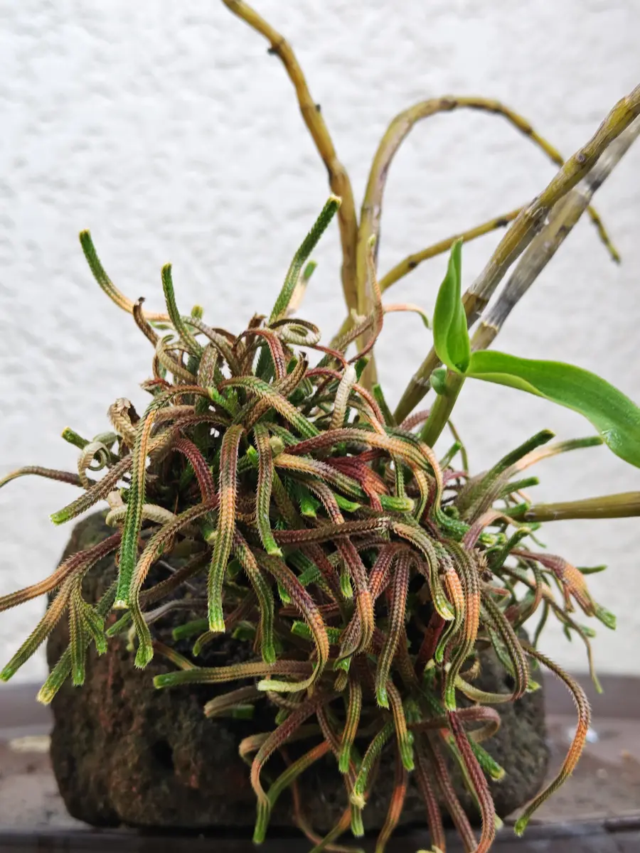 岩ヒバ 石付き 盆栽イワヒバ イワヒバ 石付き イワヒバの植え替えと石
