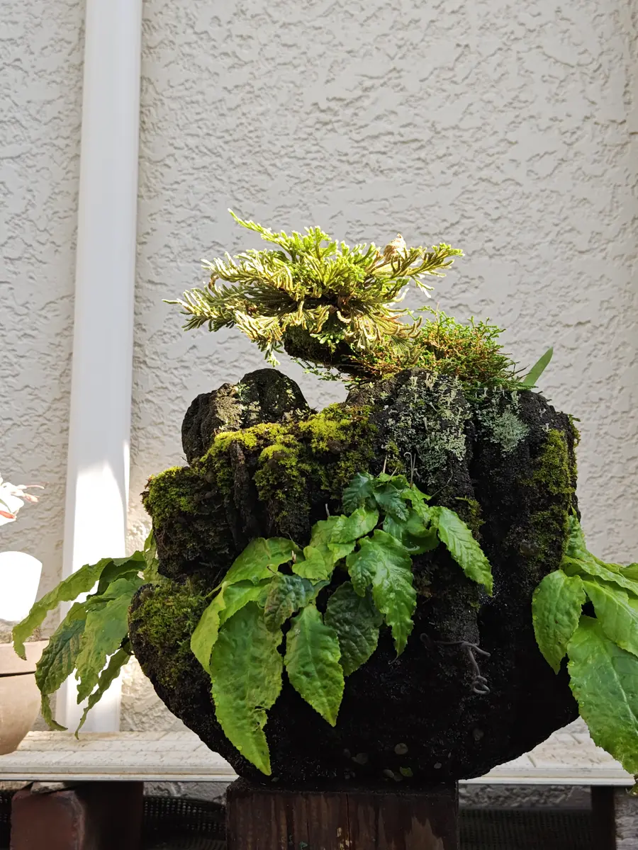 イワタバコノの石付持ち込み25年以上、「苔玉盆栽＆盆栽」の