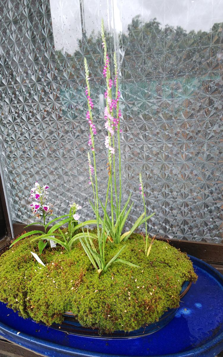 スナゴケ 花 スナゴケ 砂苔 の販売 苔の 本店