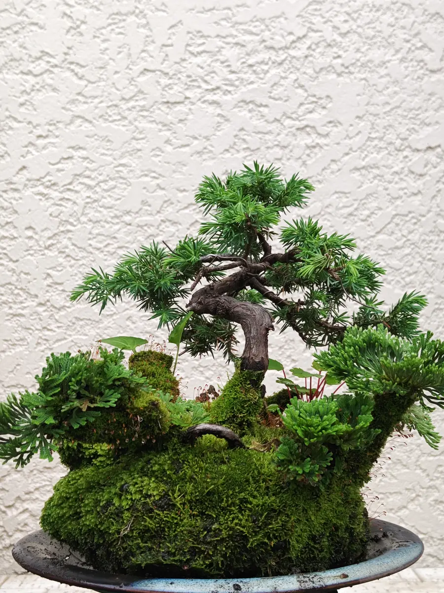 杜松とイワヒバの苔玉盆栽持ち込み15年「苔玉盆栽＆盆栽」の